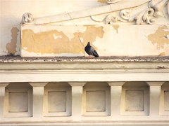Columba livia domestica