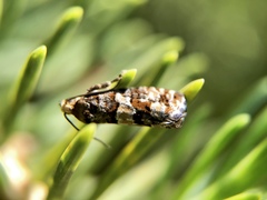 Eucopina