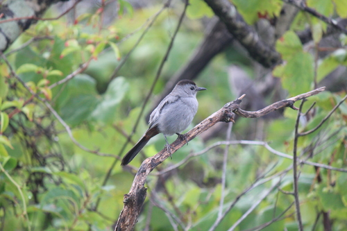 Gray Catbird photographed in North Carolina