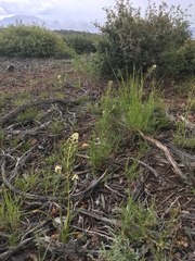 Toxicoscordion paniculatum