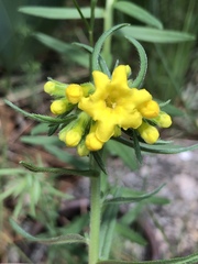 Lithospermum multiflorum
