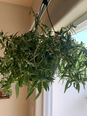 Nematanthus gregarius