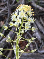 Toxicoscordion paniculatum