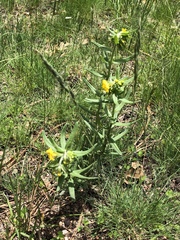 Lithospermum multiflorum