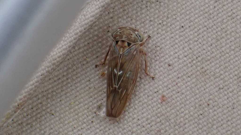 Leafhopper