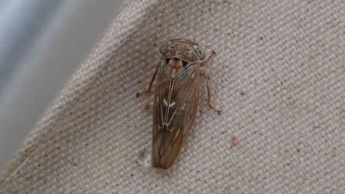 Leafhopper