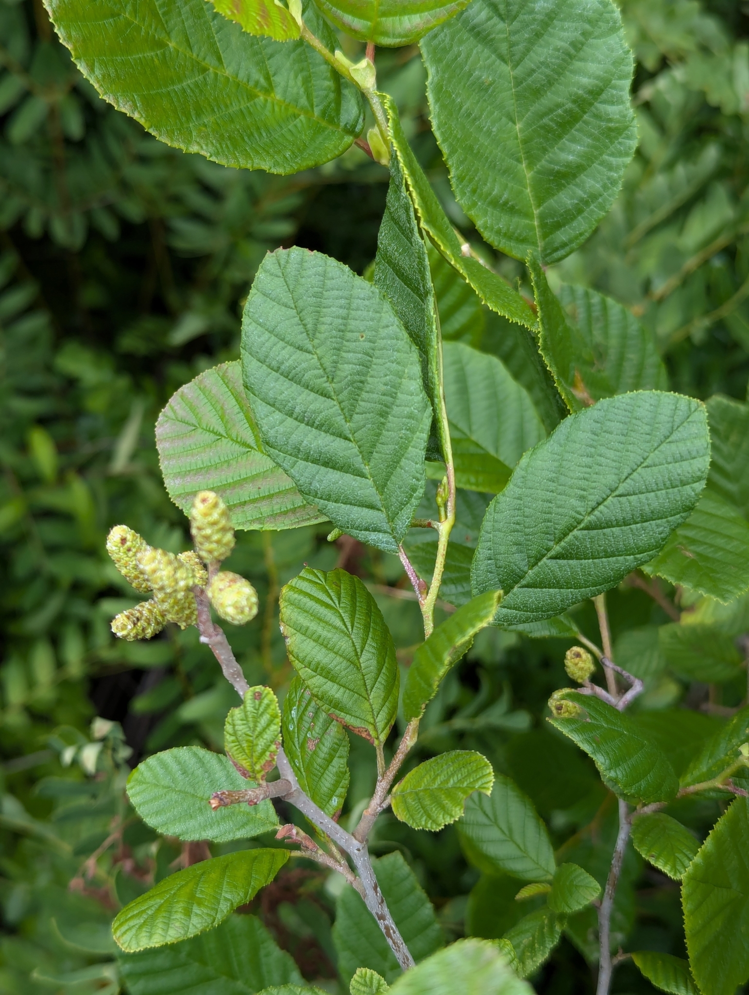 Alnus X fallacina