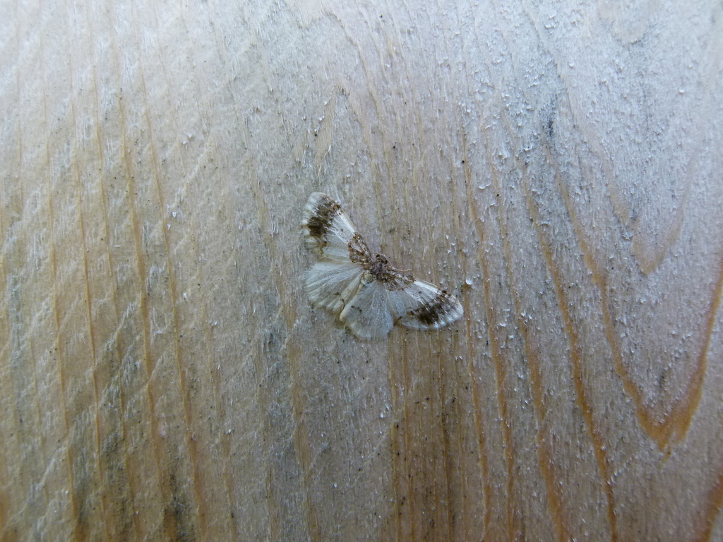 Pied Carpet