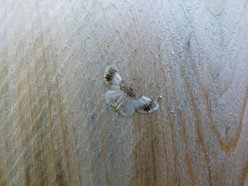 Pied Carpet