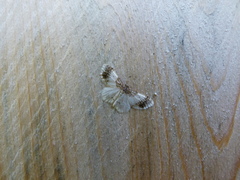 Hydrelia condensata