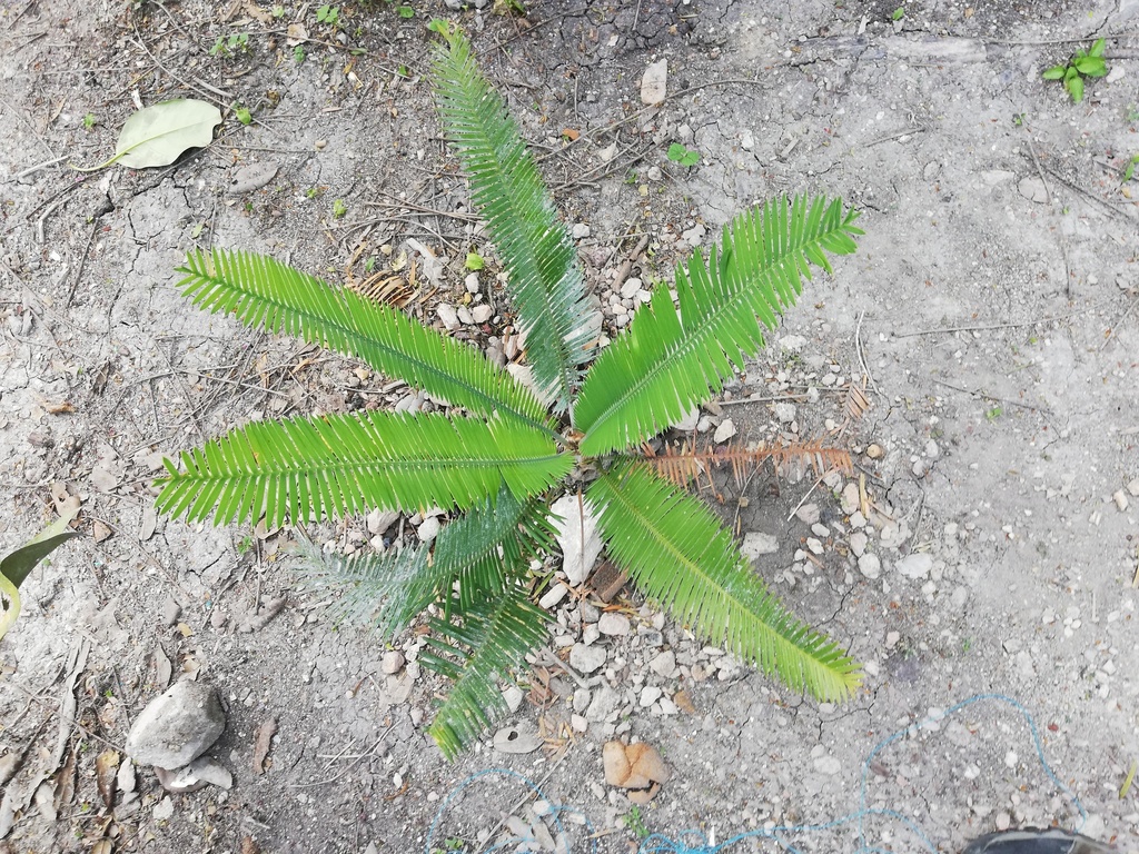 Dioon edule, Veracruz, MX