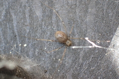 Pholcus phalangioides