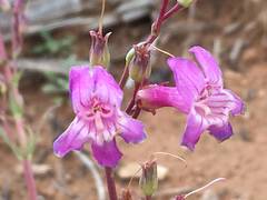 Penstemon confusus