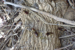 Forficula auricularia