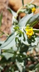 Lithospermum californicum