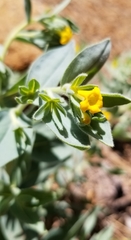 Lithospermum californicum