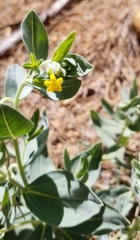 Lithospermum californicum