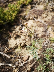 Astragalus australis