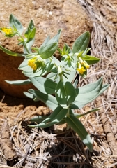 Lithospermum californicum