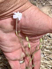 Ipomopsis longiflora australis