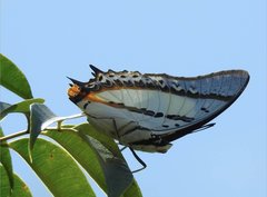 Polyura nepenthes