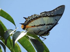 Polyura nepenthes