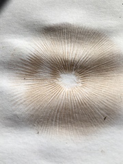 Pholiota pallidocaulis