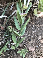 Scutellaria brittonii