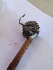 Pholiota pallidocaulis