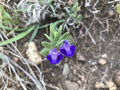 Scutellaria brittonii