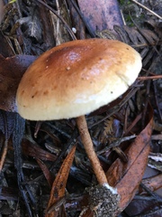 Pholiota pallidocaulis