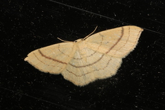 Cyclophora linearia
