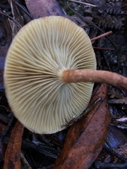 Pholiota pallidocaulis