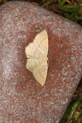Cyclophora linearia