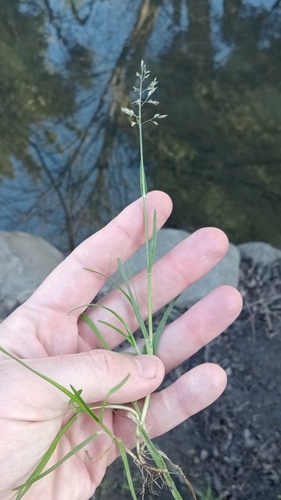 Image of Poa infirma by (c) Joe Potter Butler, some rights reserved (CC BY)
