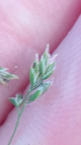 Image of Poa infirma by (c) Joe Potter Butler, some rights reserved (CC BY)