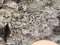 Opegrapha
