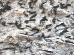 Opegrapha