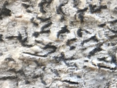 Opegrapha