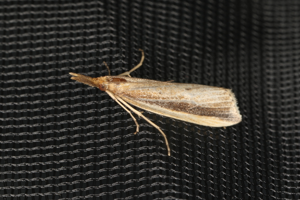 Scarce Water-veneer