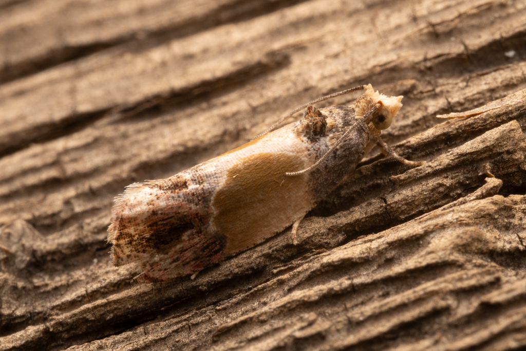 Sculptured Moth