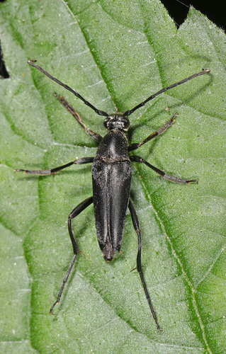 Mournful Long-horned Beetle photo 2