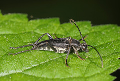 Typocerus lugubris