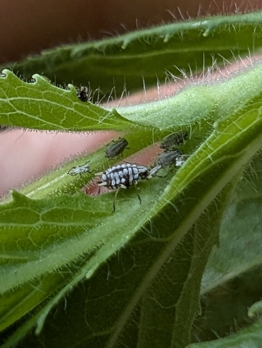 Aphis epilobiaria