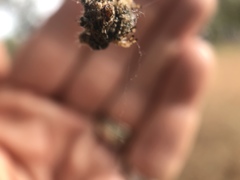 Afracantha camerunensis