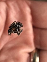 Afracantha camerunensis