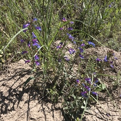 Penstemon humilis