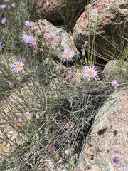Erigeron utahensis