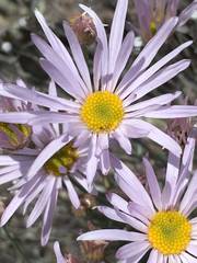 Erigeron utahensis