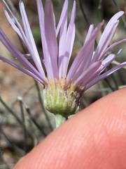 Erigeron utahensis